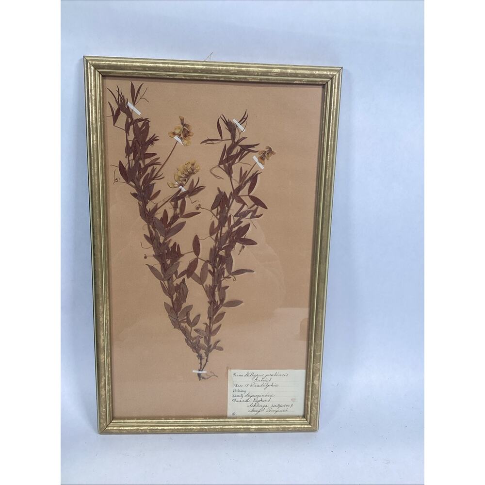 Herbarium Gold Framed Pressed Botanical Specimen - 16.5x10.5”